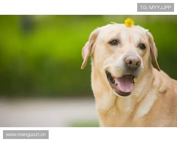 蒋林静家的狗都比我会花钱
